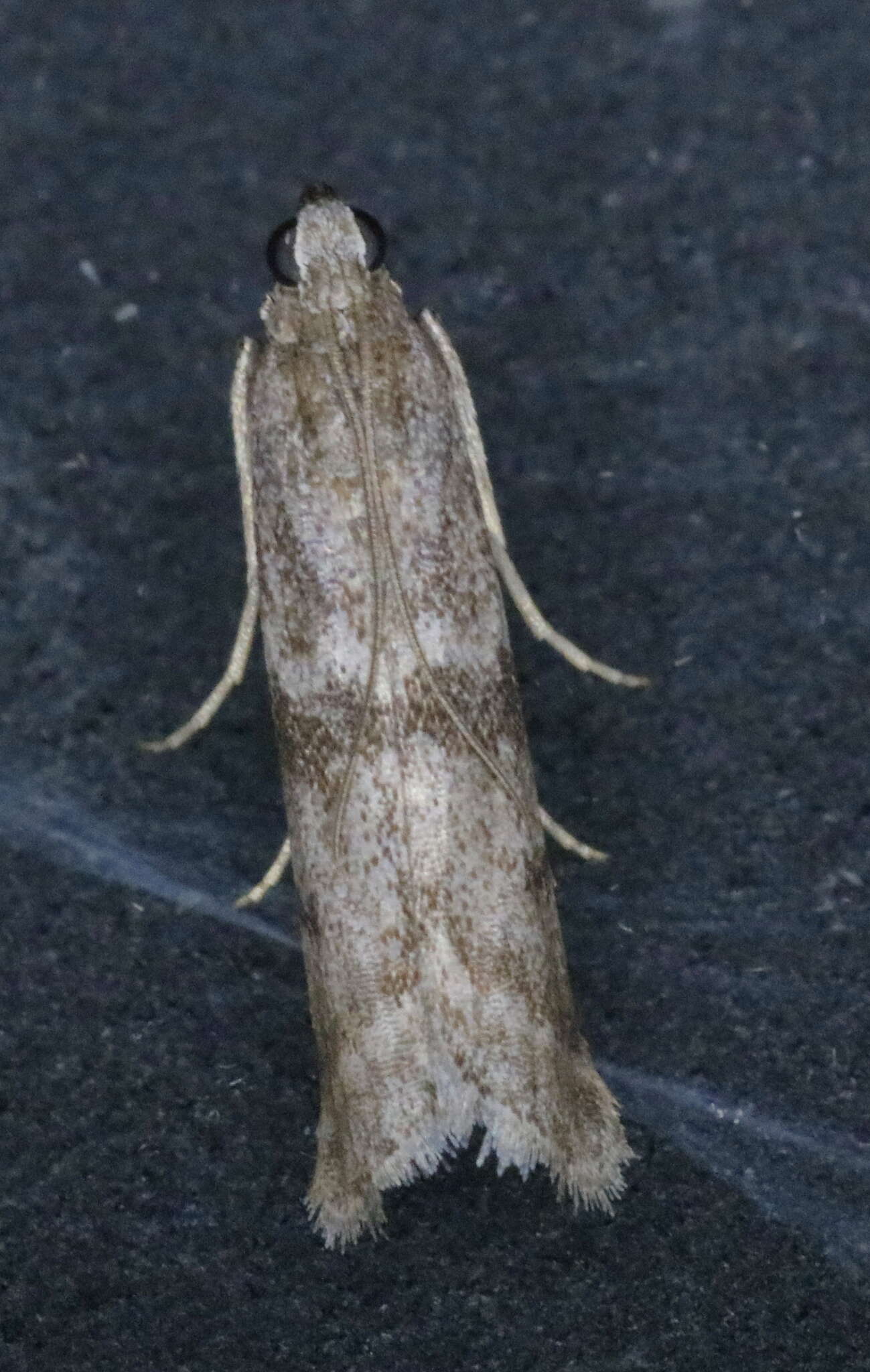 Image of Mediterranean Flour Moth