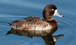 Image of Greater Scaup