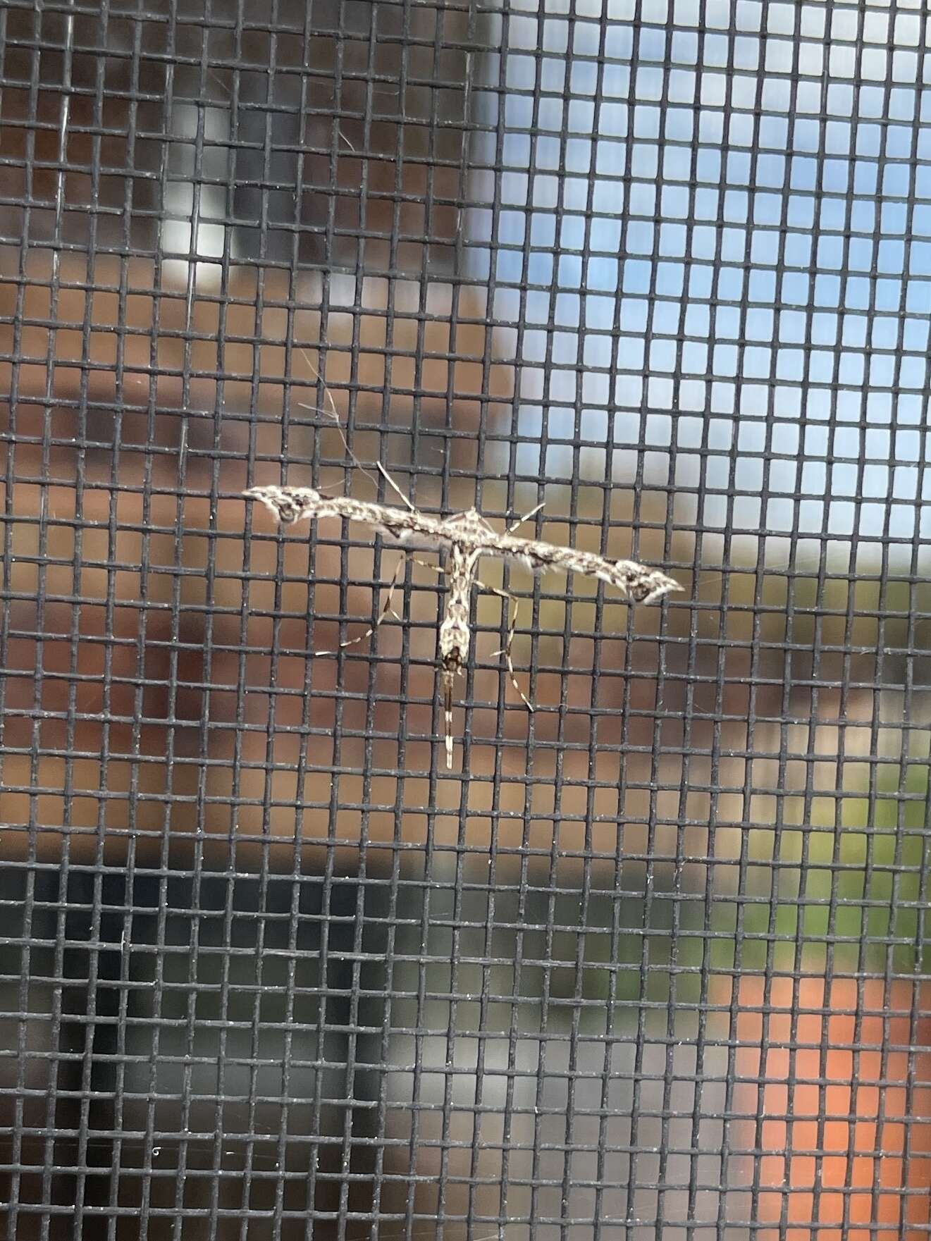 Image of Geranium Plume Moth