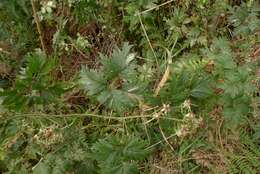 Image of cut-leaved bramble