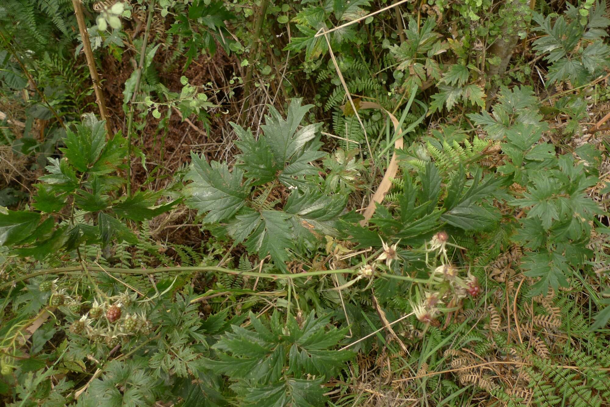 Image of cut-leaved bramble