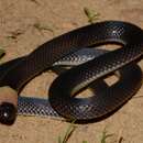 Image of Bocourt's snake-eater