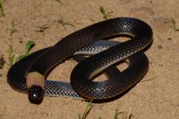 Image of Bocourt's snake-eater