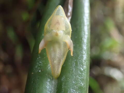 Imagem de Pleurothallis ripleyi Luer