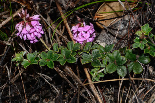 Imagem de Indigofera mauritanica (L.) Thunb.