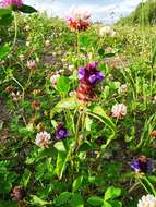 Plancia ëd Prunella vulgaris subsp. asiatica (Nakai) H. Hara