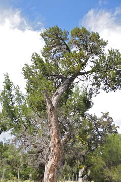 Plancia ëd Juniperus saltillensis M. T. Hall