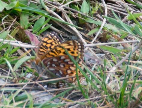 Image of Atlantis Fritillary