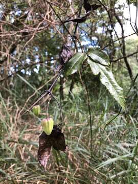 صورة Clematis morii Hayata