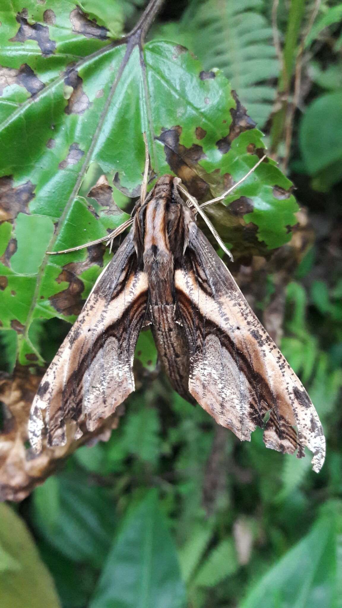 Слика од Xylophanes ceratomioides (Grote & Robinson 1866)