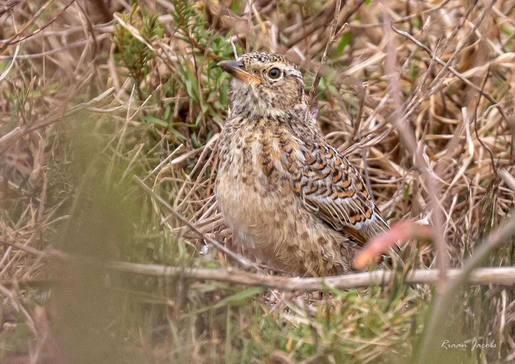 Image of Cape Clapper Lark