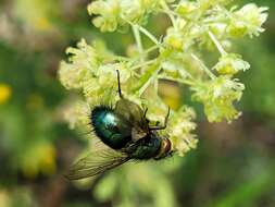 Image of Chrysosomopsis aurata (Fallén 1820)