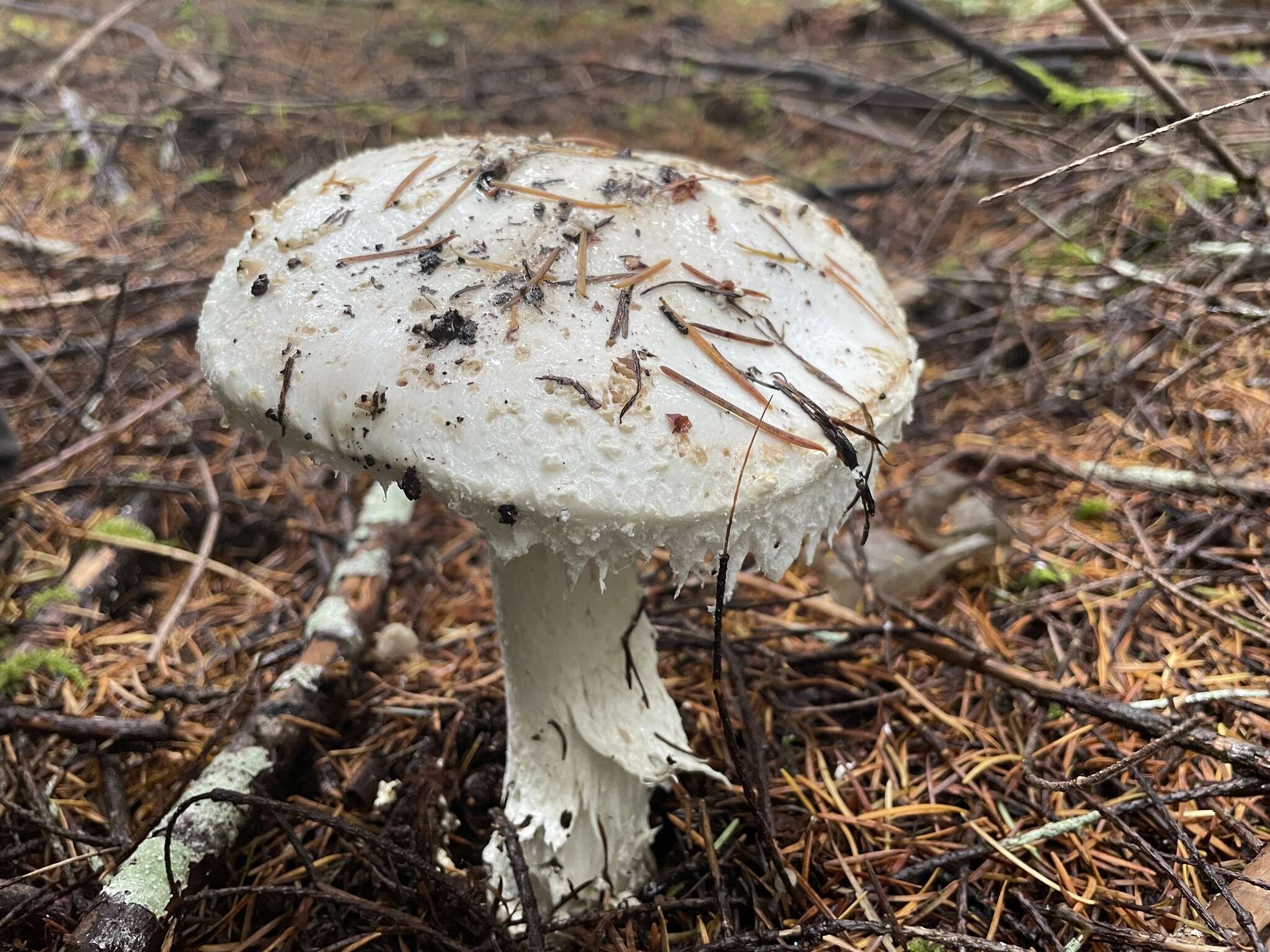 Plancia ëd Amanita smithiana Bas 1969