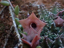 Imagem de Ceropegia thuretii (F. Cels) Bruyns