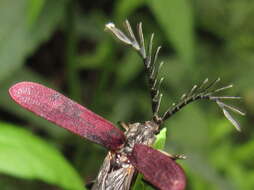 Image of <i>Macrolycus flabellatus</i>