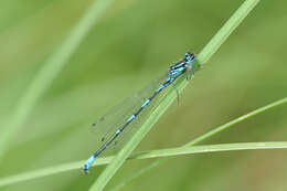 Image of Variable Bluet