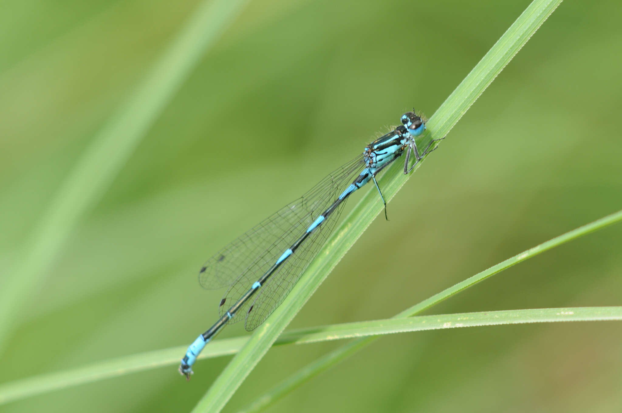 Image of Variable Bluet