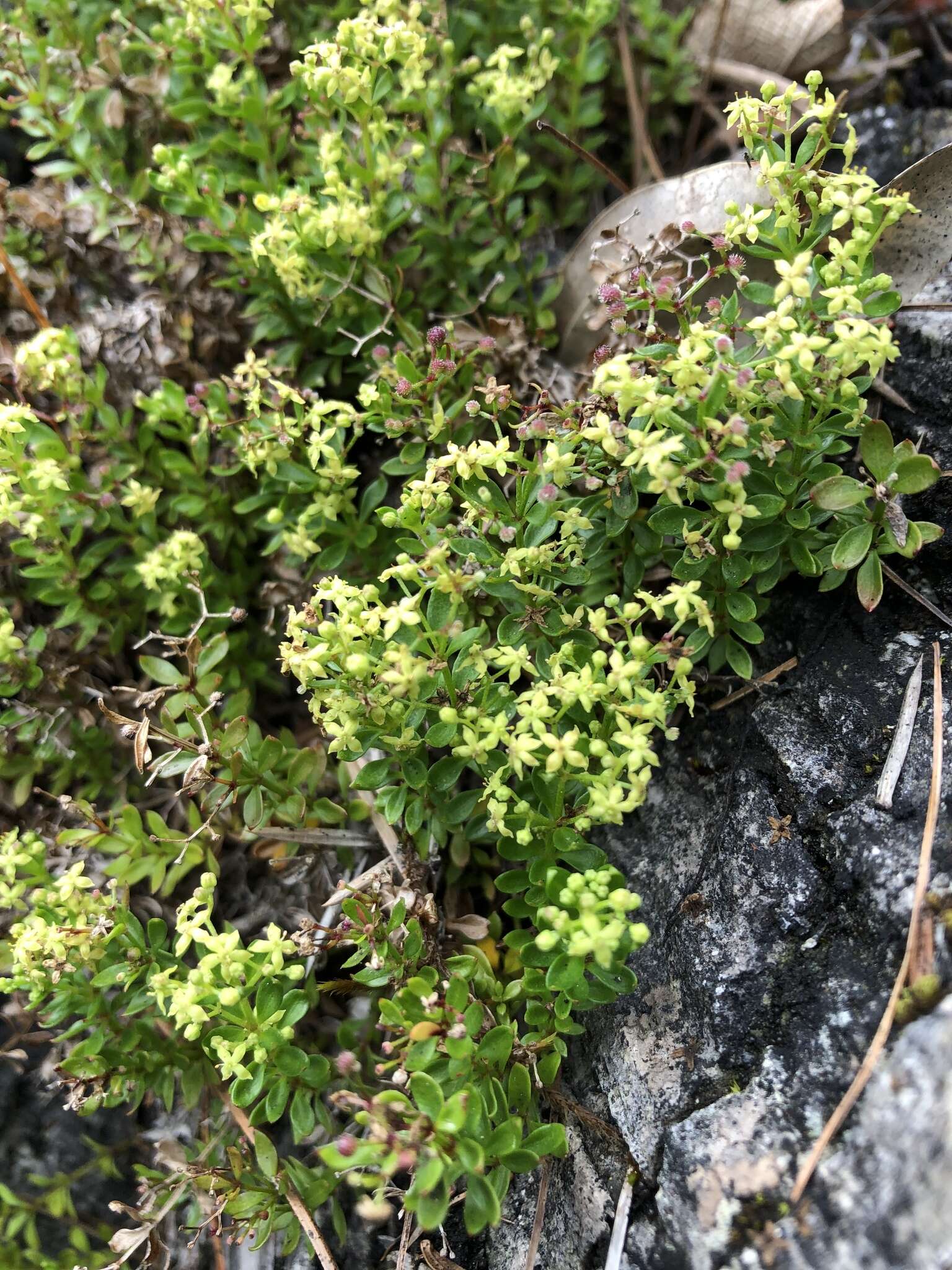 Image of Galium tarokoense Hayata