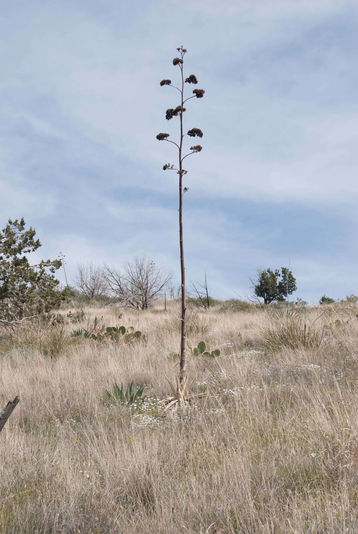 Image of goldenflower century plant