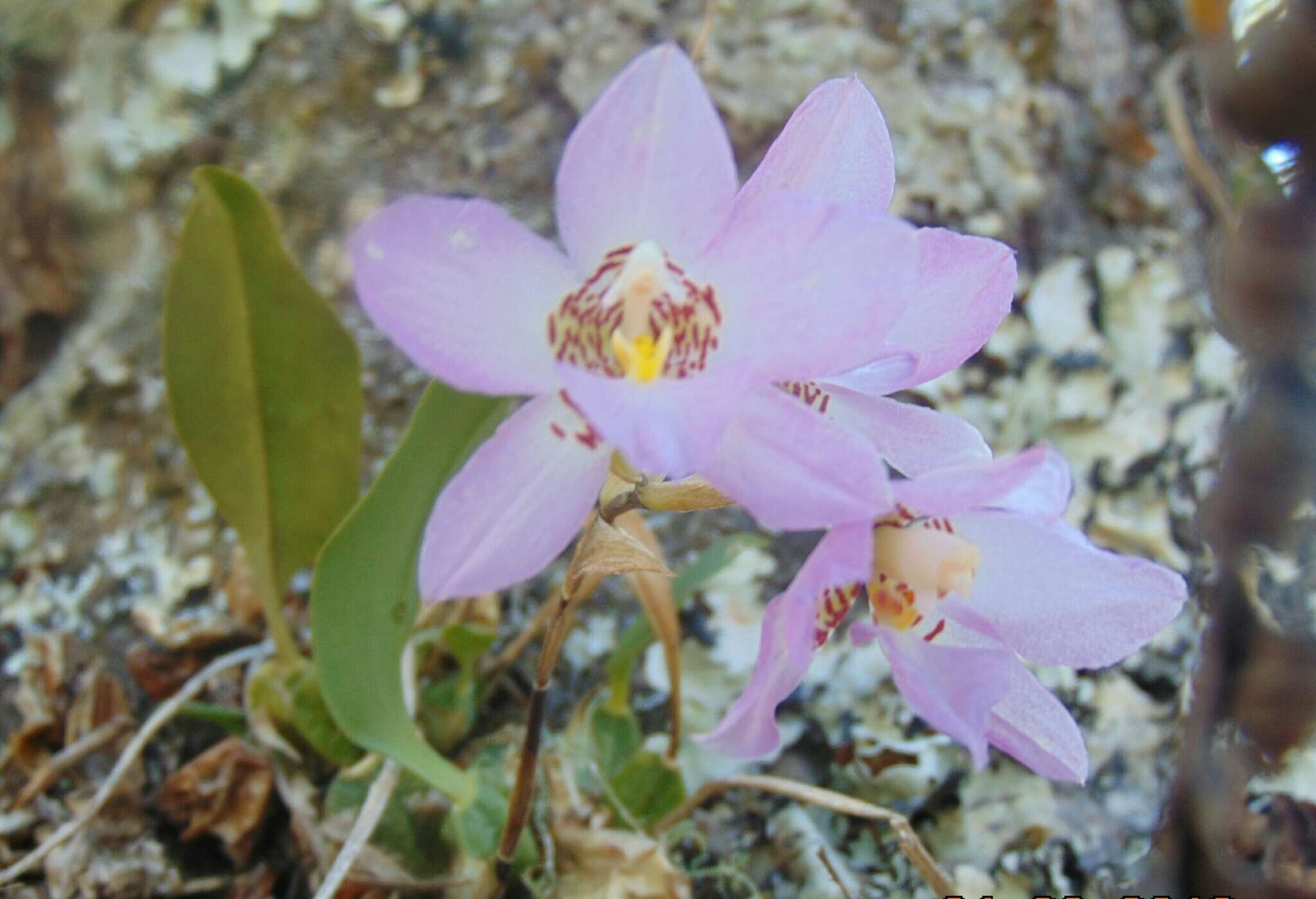 Image of orchid