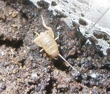 Image of Mann's Ant Cricket