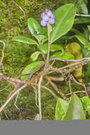 Image of Anthurium scandens subsp. scandens