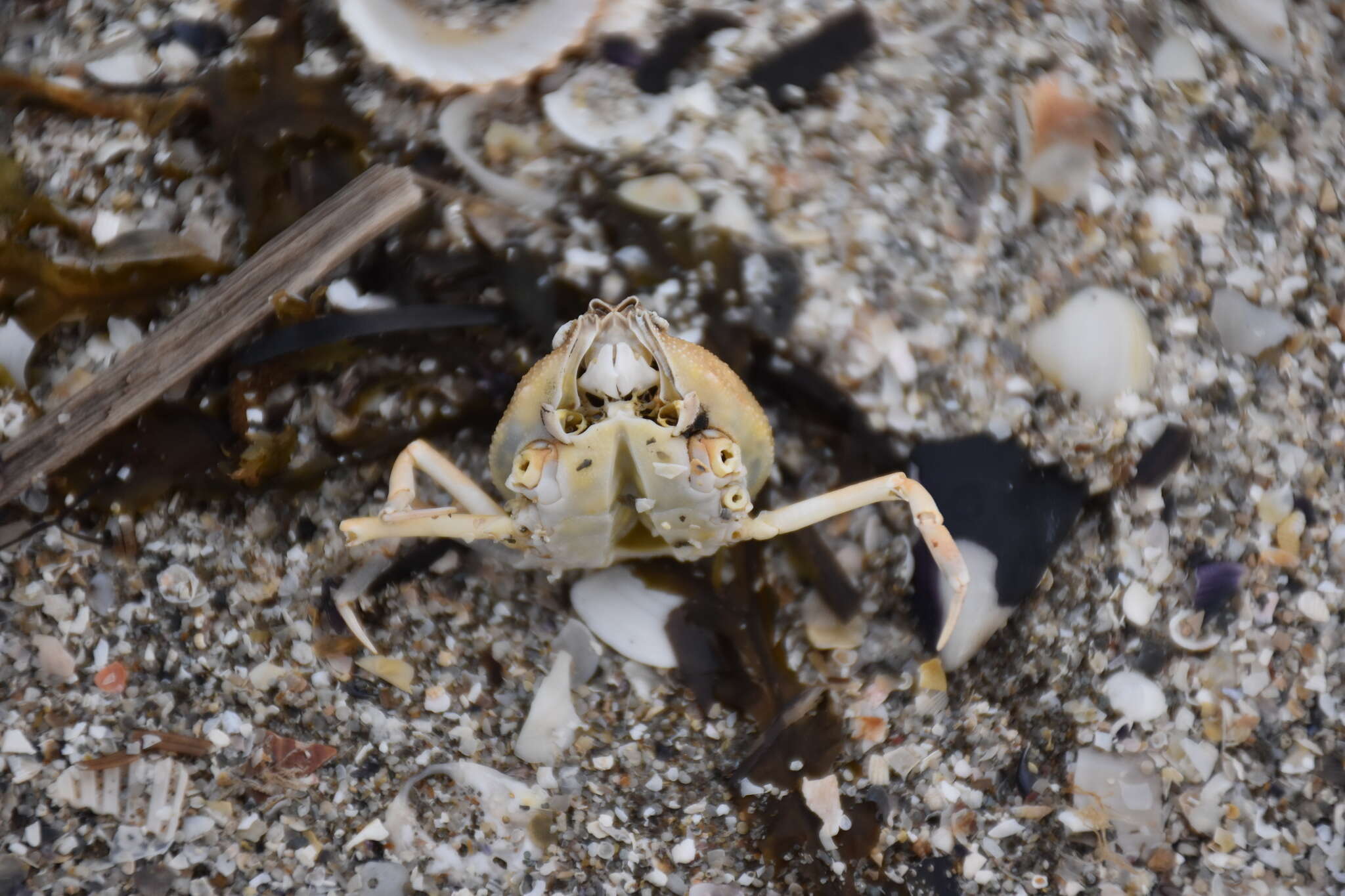 Image of Mediterranean nut crab