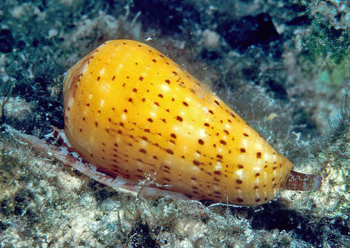 Image of Snow-Flaked Cone