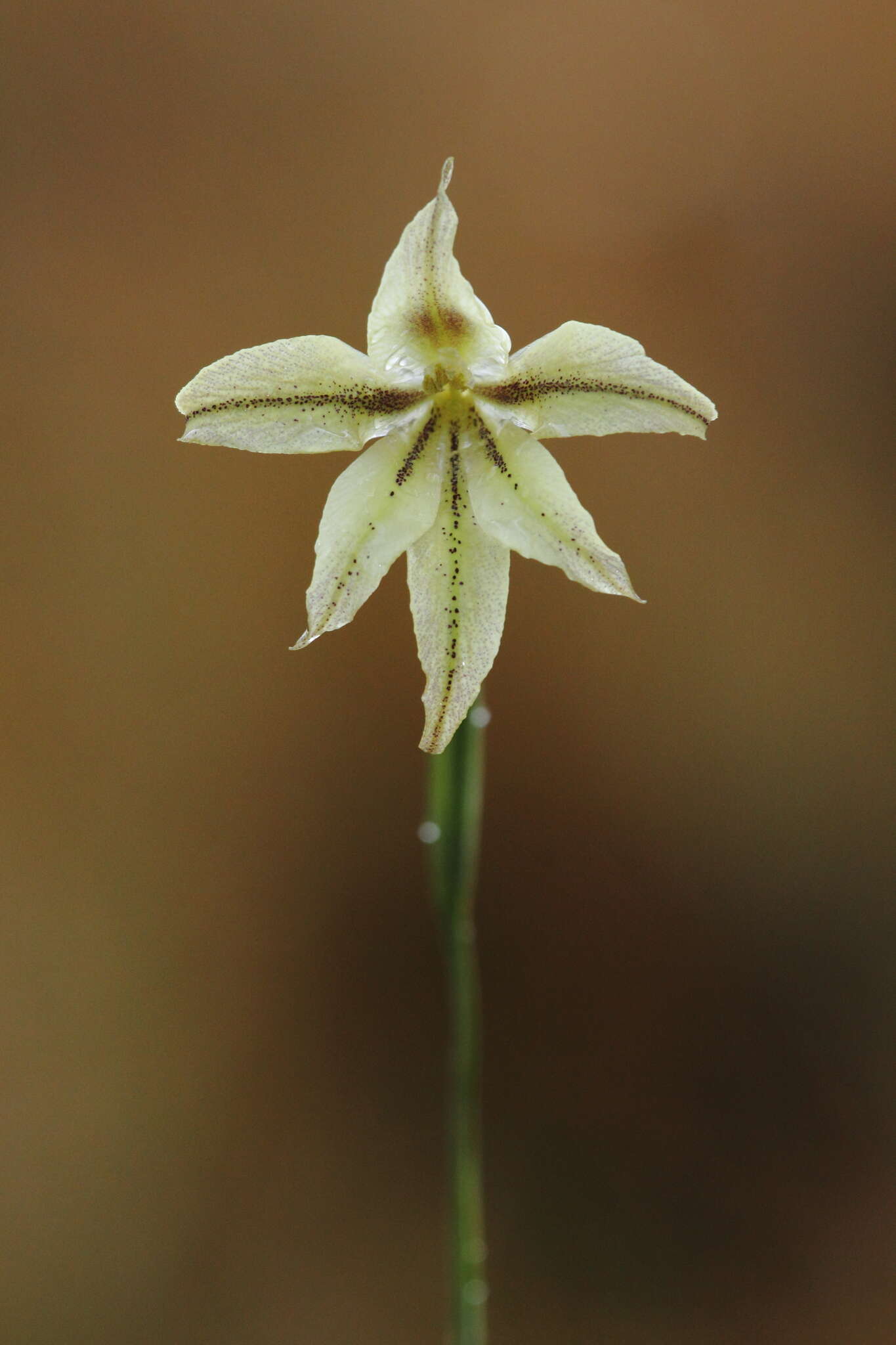 Image of Gladiolus longicollis Baker