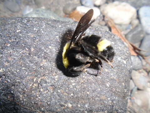 Image of Bombus steindachneri Handlirsch 1888