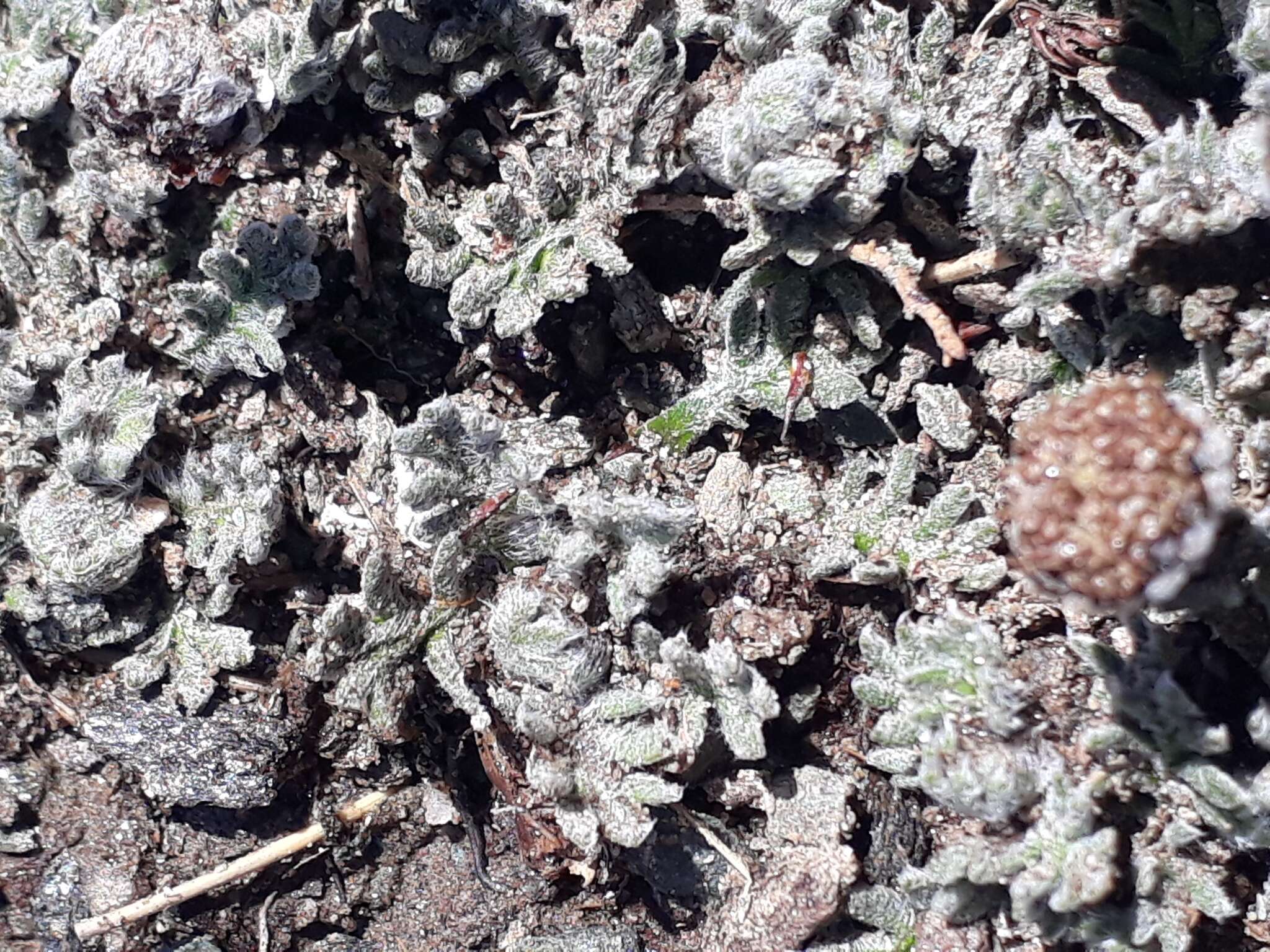 Image of Leptinella albida (D. Lloyd) D. G. Lloyd & C. J. Webb