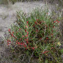 Imagem de Grevillea haplantha F. Müll. ex Benth.