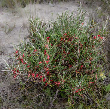 Imagem de Grevillea haplantha F. Müll. ex Benth.