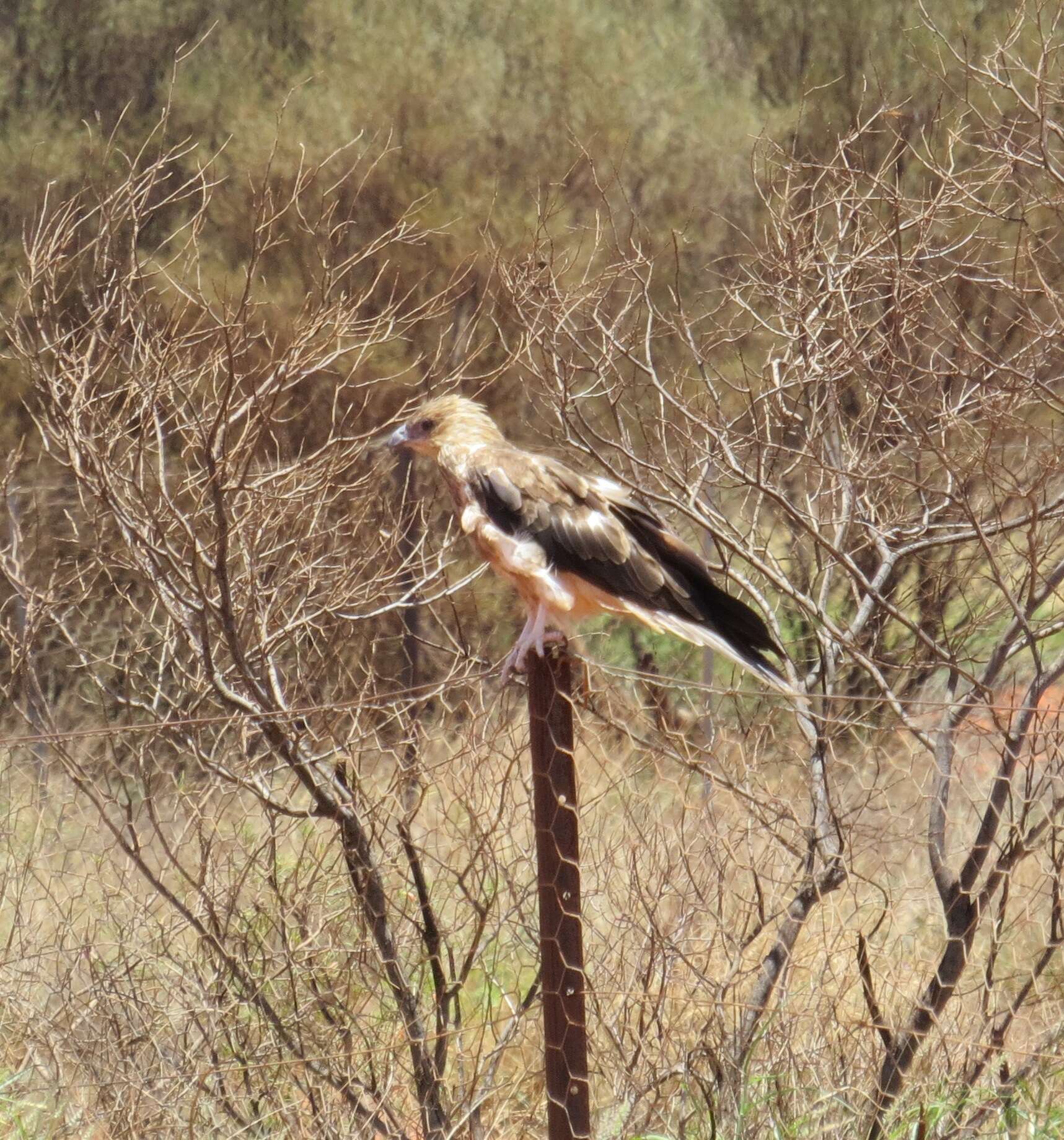 Image of Whistling Kite