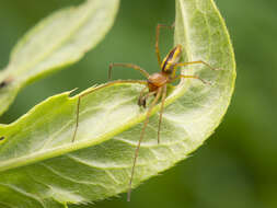 Слика од Cheiracanthium erraticum (Walckenaer 1802)