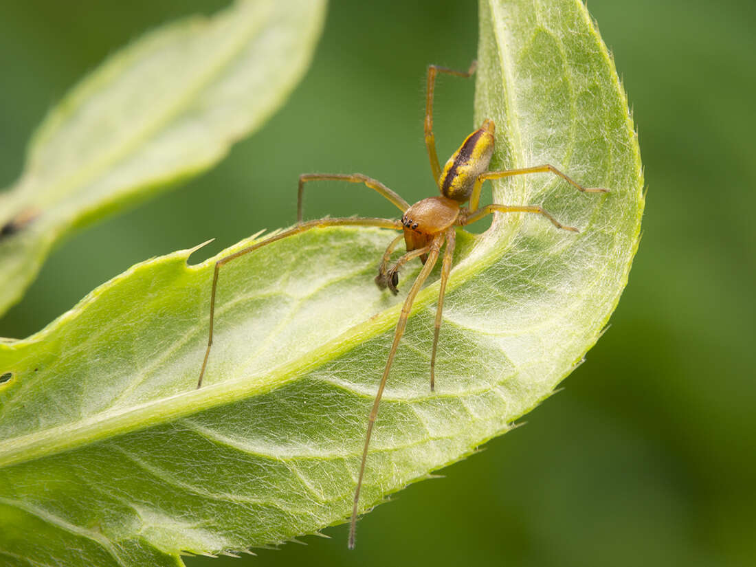 Слика од Cheiracanthium erraticum (Walckenaer 1802)