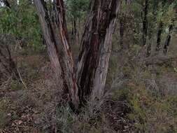 Imagem de Eucalyptus marginata subsp. thalassica M. I. H. Brooker & S. D. Hopper