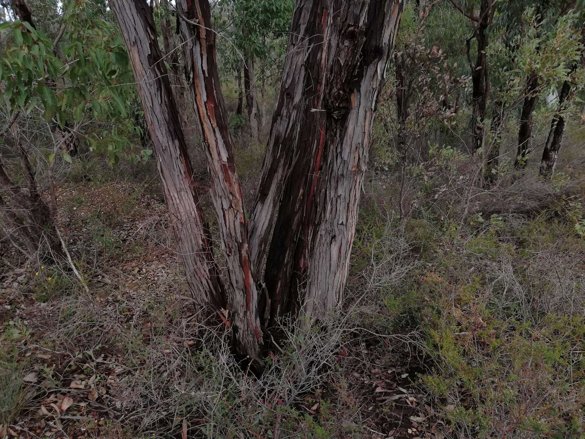 Imagem de Eucalyptus marginata subsp. thalassica M. I. H. Brooker & S. D. Hopper