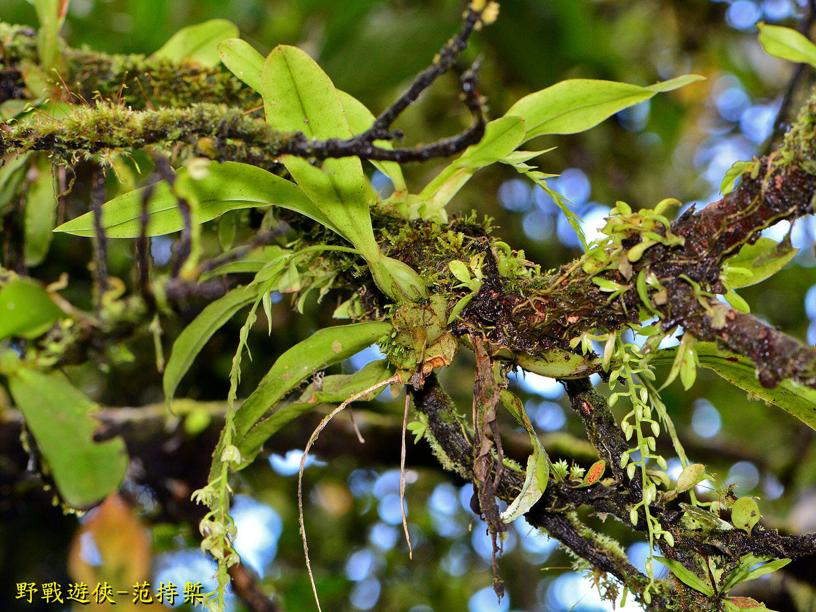 Image of Liparis elliptica Wight