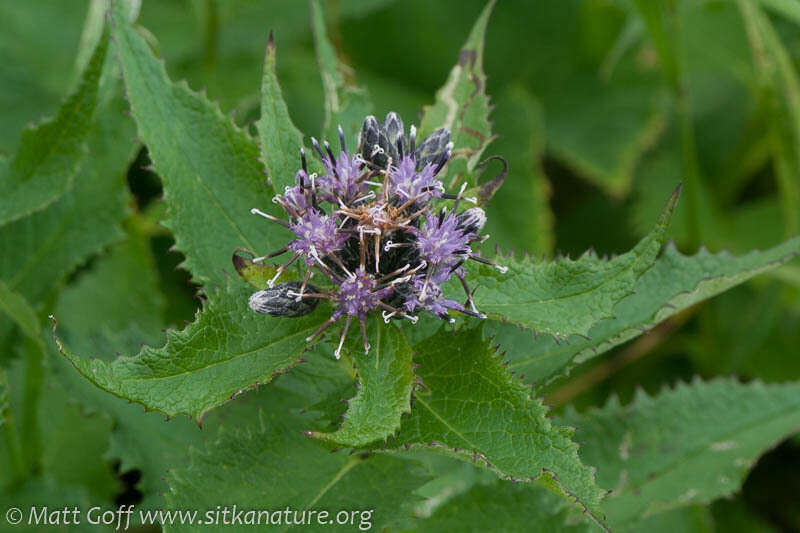 Image de Saussurea americana D. C. Eat.