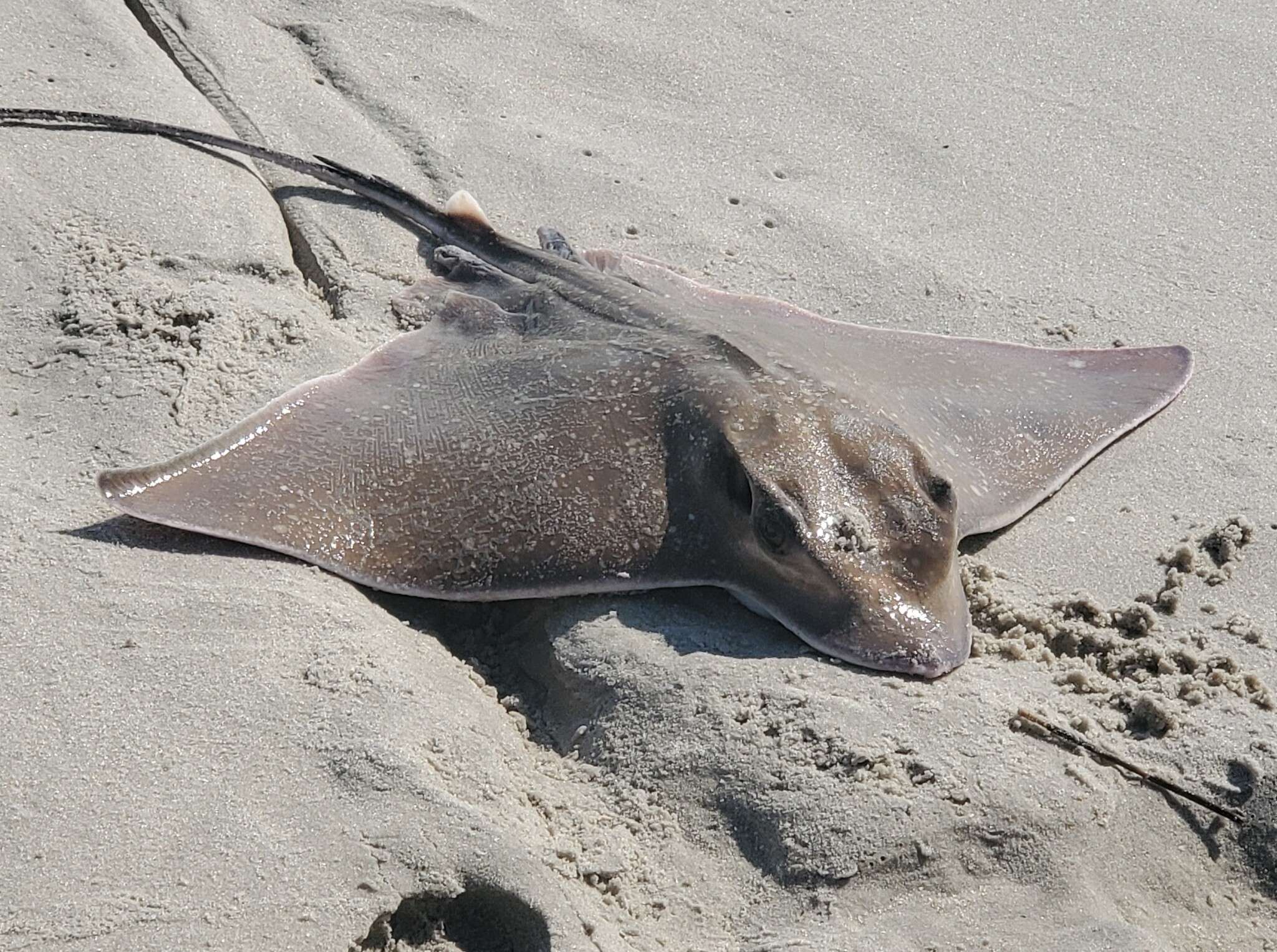 Image of Blue-nosed ray