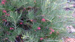 Image of Grevillea pinaster Meissner