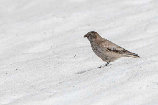 Image of Black-headed Mountain-Finch