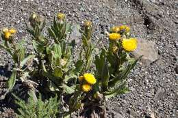 <i>Helichrysum <i>tenax</i></i> var. tenax resmi