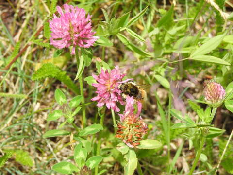 Image of Brown-banded carder bee