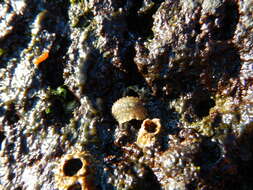 Image of celtic sea slug
