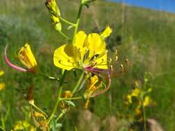 Plancia ëd Kersia suffruticosa (Schinz) Roalson & J. C. Hall