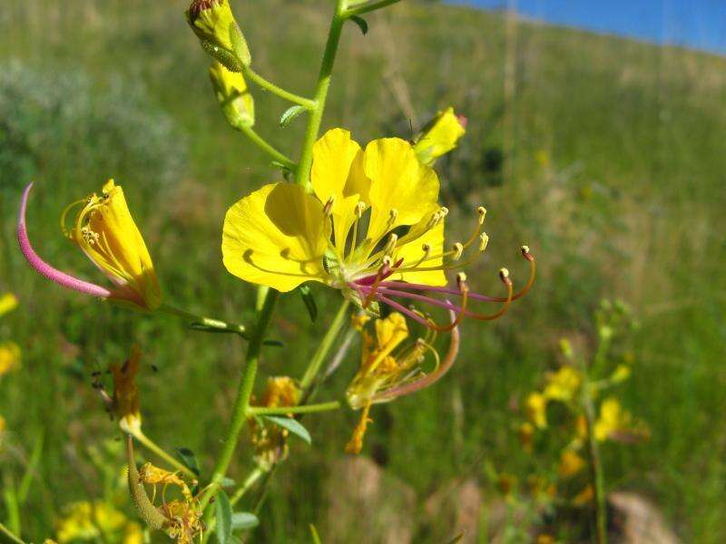 Plancia ëd Kersia suffruticosa (Schinz) Roalson & J. C. Hall