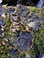 Image of membraneous felt lichen