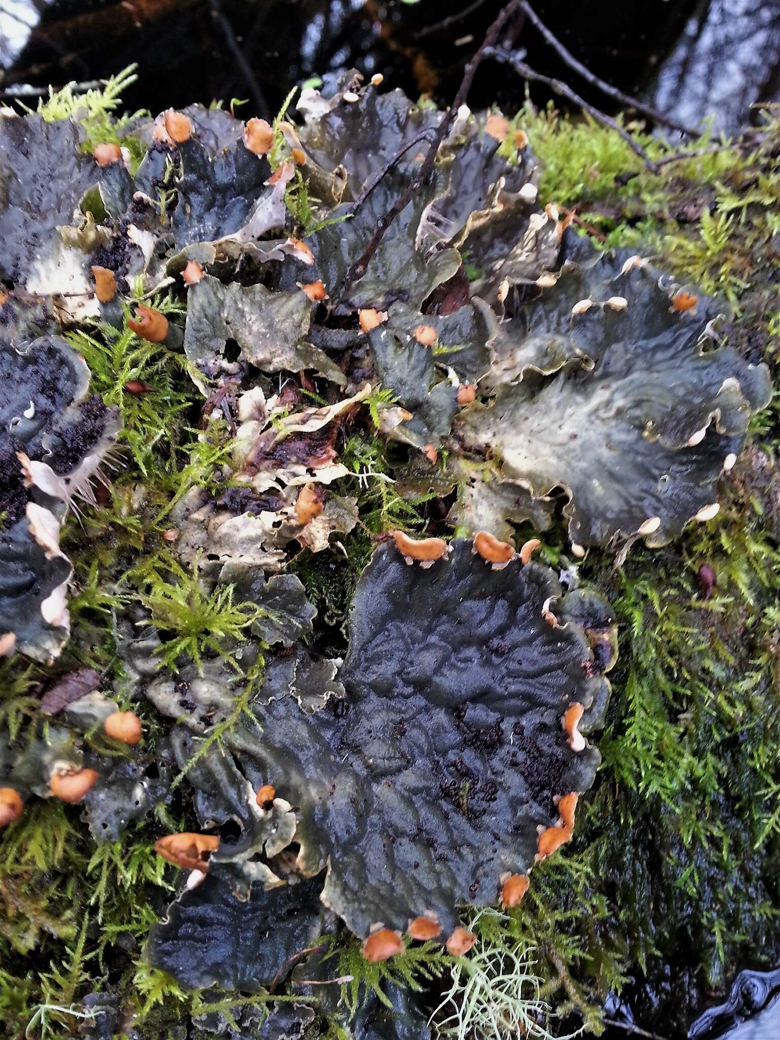 Image of membraneous felt lichen